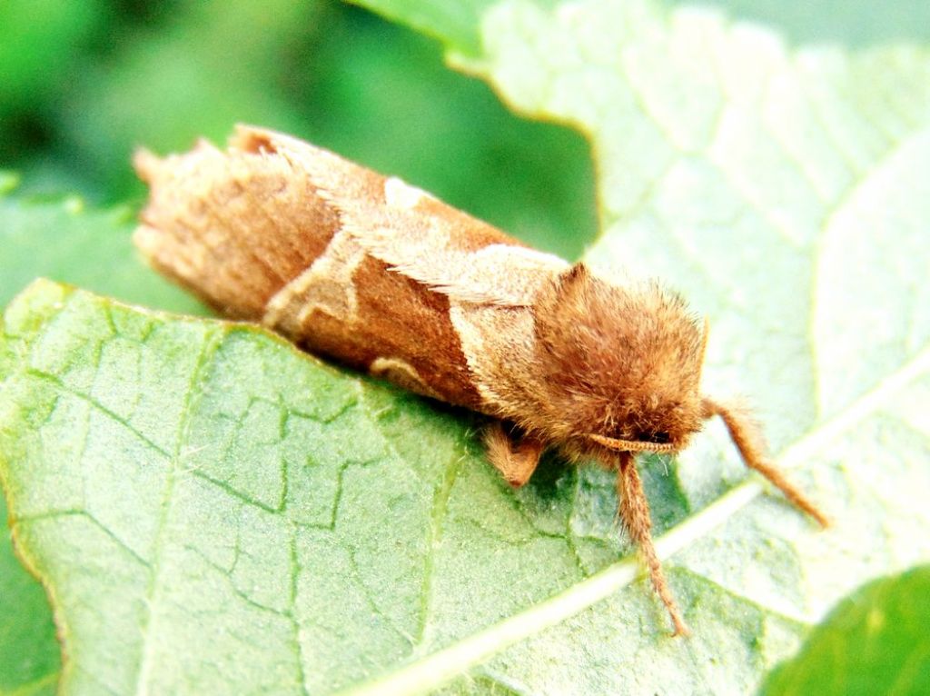 Triodia sylvina - Hepialidae