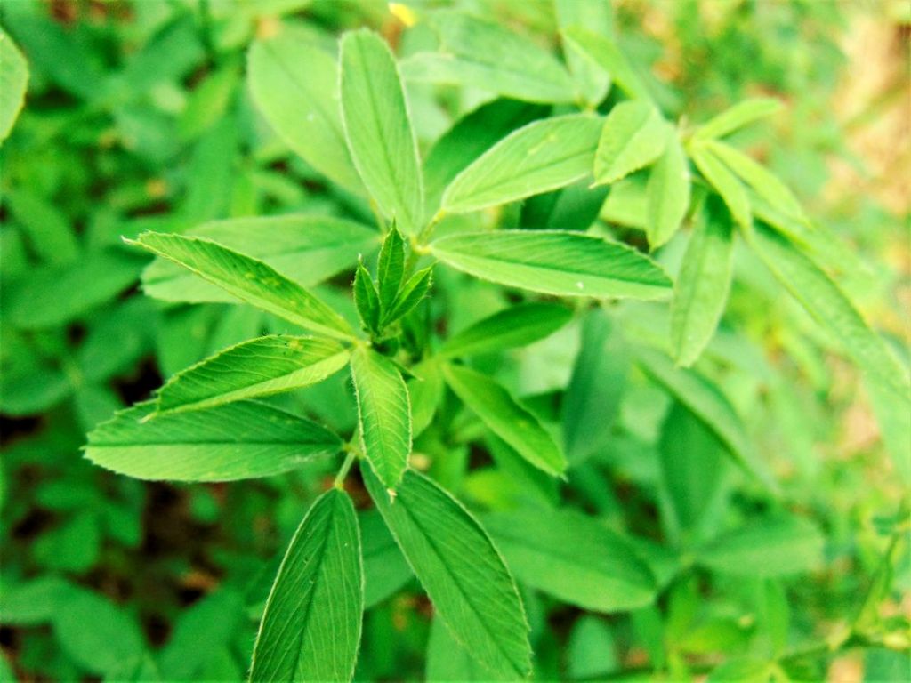 Medicago sativa (Fabaceae)