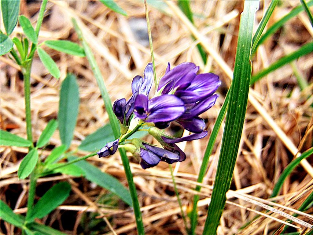 Medicago sativa (Fabaceae)