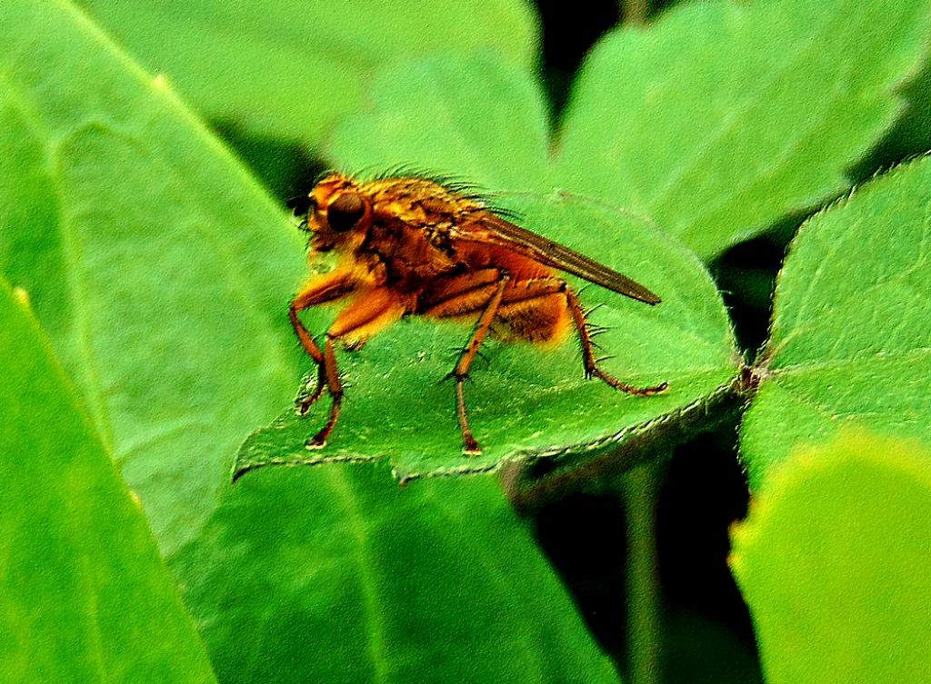 Scatophagidae: Scatophaga stercoraria