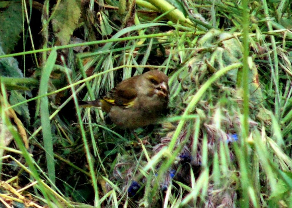 Verdone (Chloris chloris), femmina