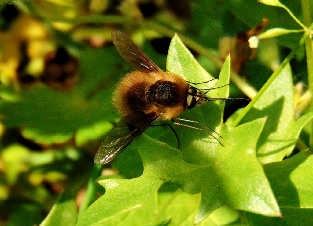 Bombiliidae: Bombylius cfr. canescens