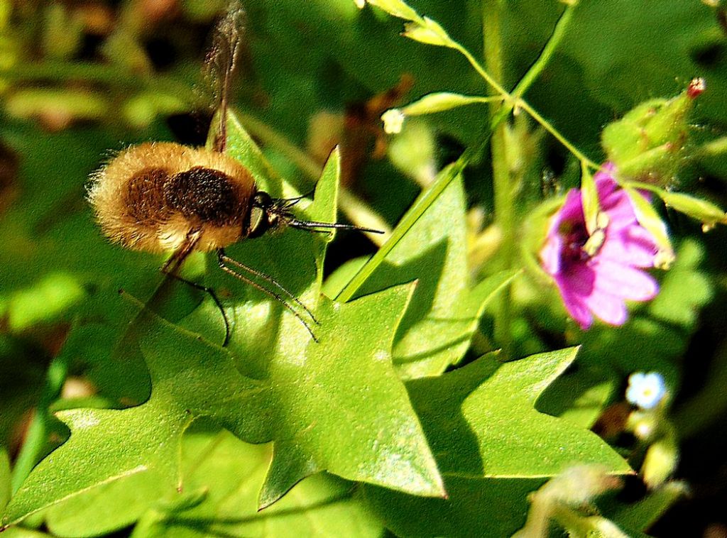 Bombiliidae: Bombylius cfr. canescens