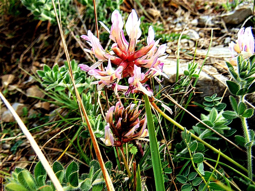 Astragalus monspessulanus