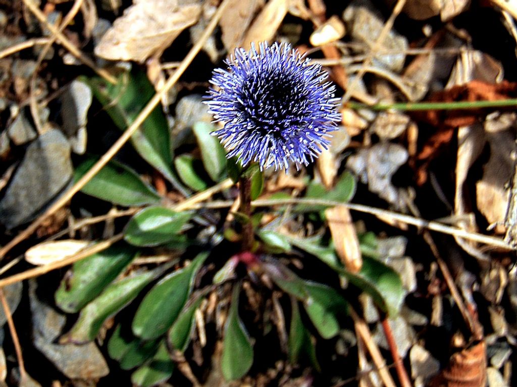 Globularia bisnagarica