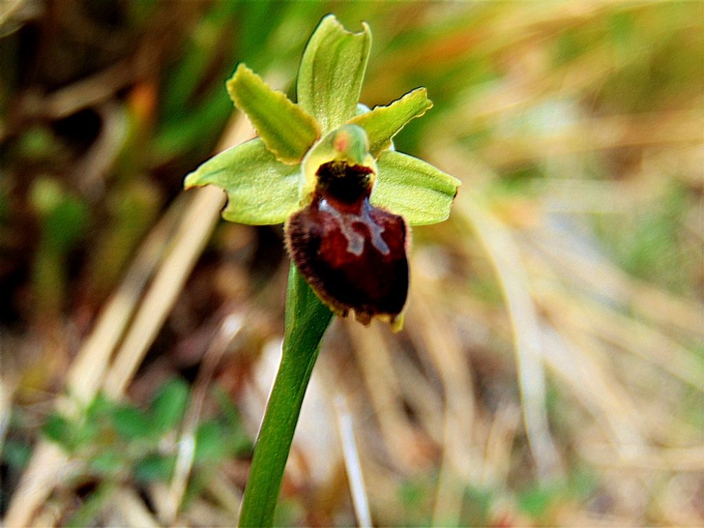 fiore da id - Ophrys sp.