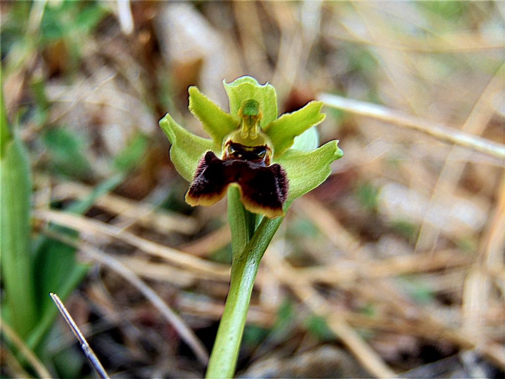 fiore da id - Ophrys sp.