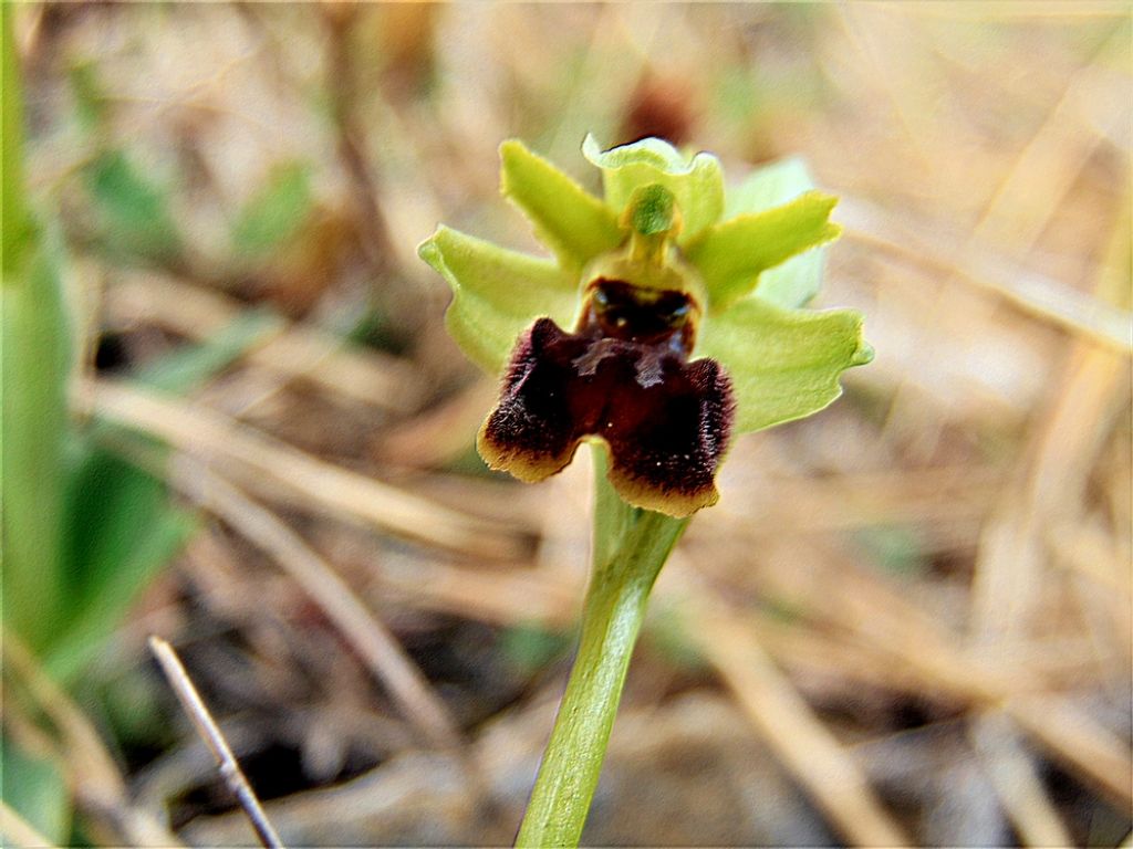 fiore da id - Ophrys sp.