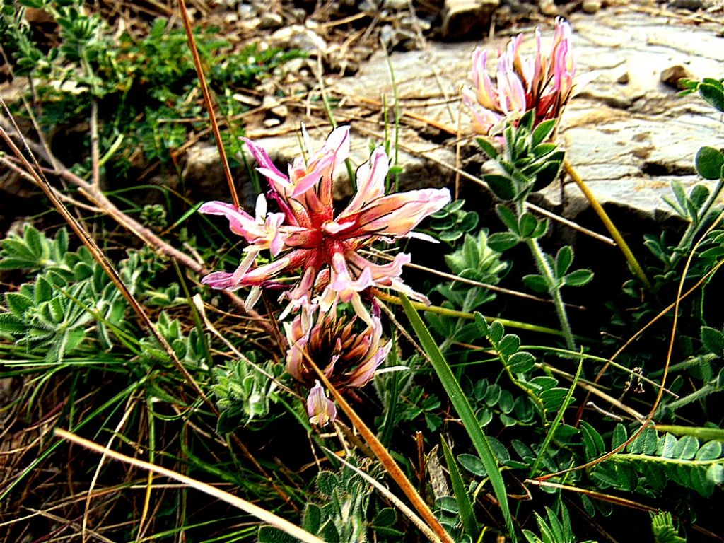 Astragalus monspessulanus