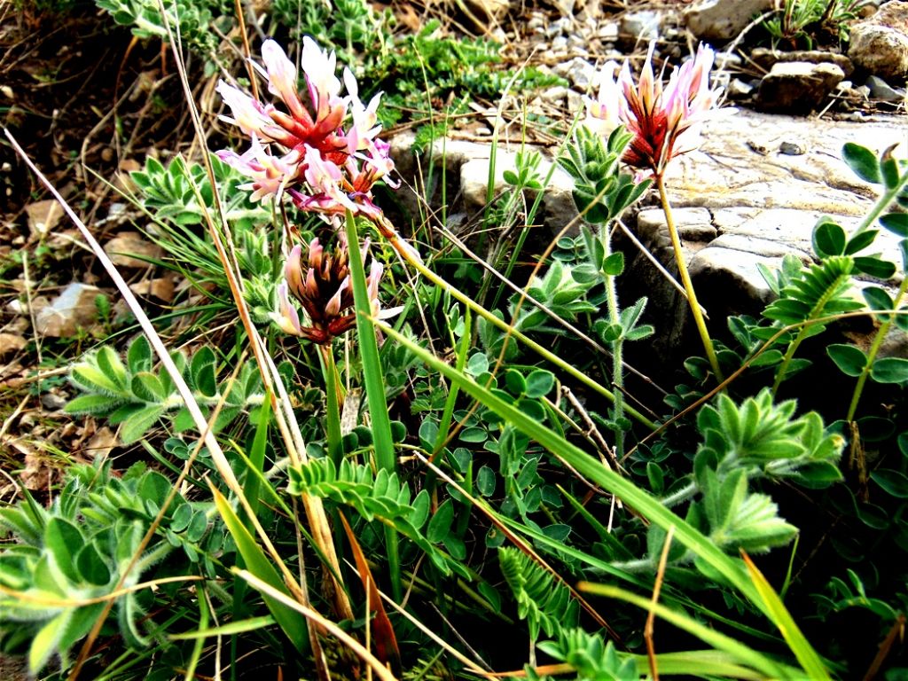 Astragalus monspessulanus