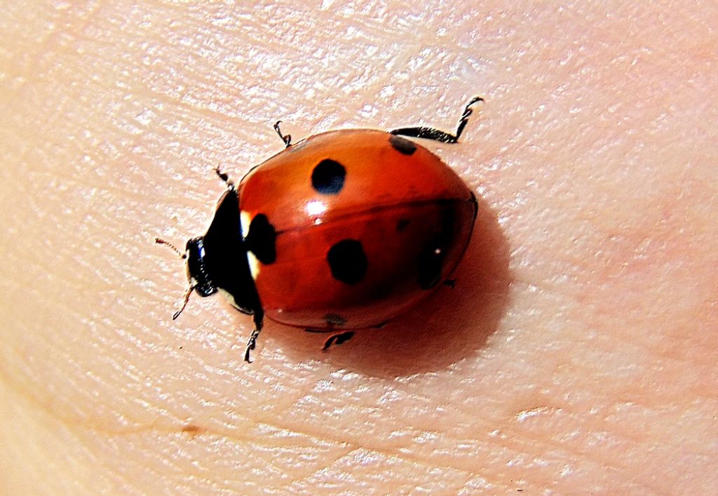 Coccinellidae: Coccinella septempunctata