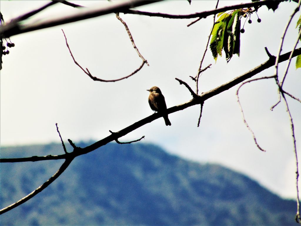 Pigliamosche (Muscicapa striata)