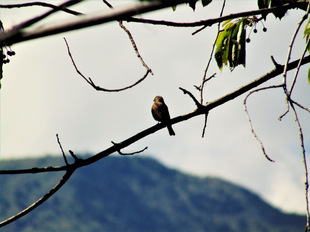 Pigliamosche (Muscicapa striata)