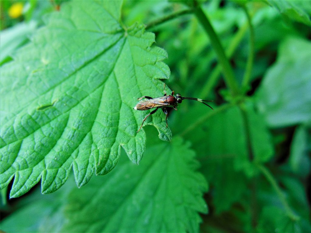 tenthredopsis scutellaris?