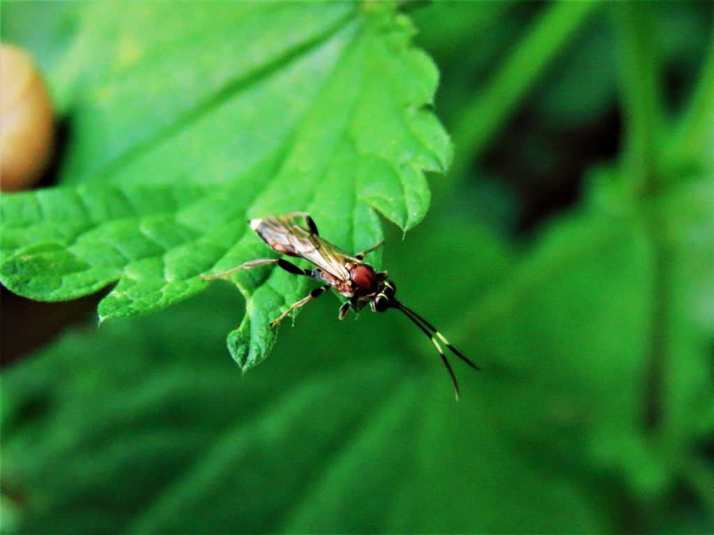 tenthredopsis scutellaris?