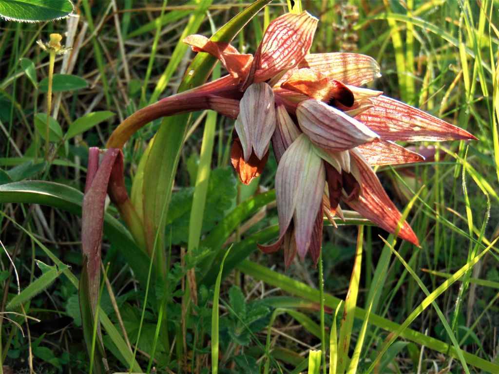 Serapias cfr. vomeracea