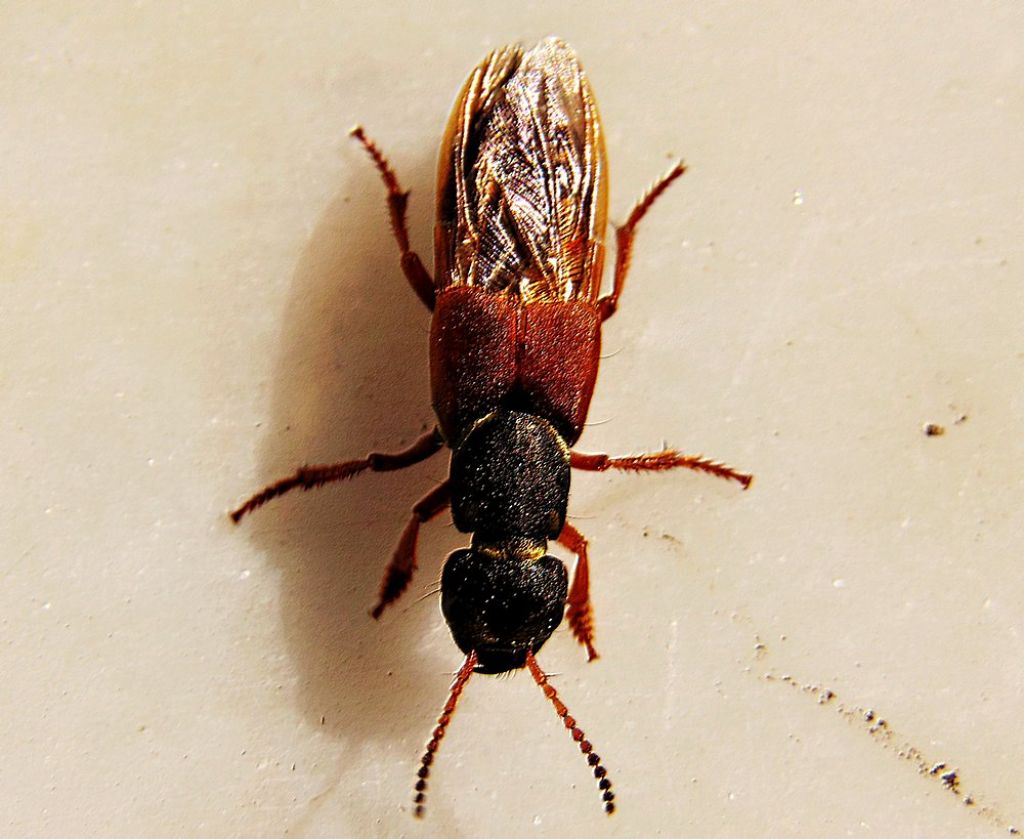 Staphylinidae: Staphylinus dimidiaticornis