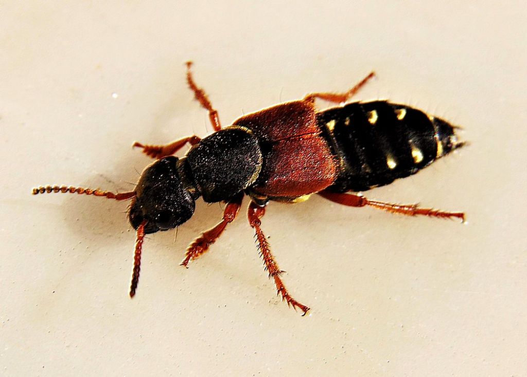 Staphylinidae: Staphylinus dimidiaticornis