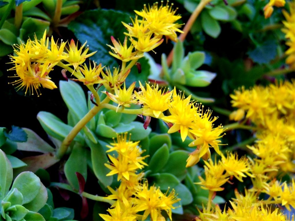 Sedum palmeri / Borracina di Palmer