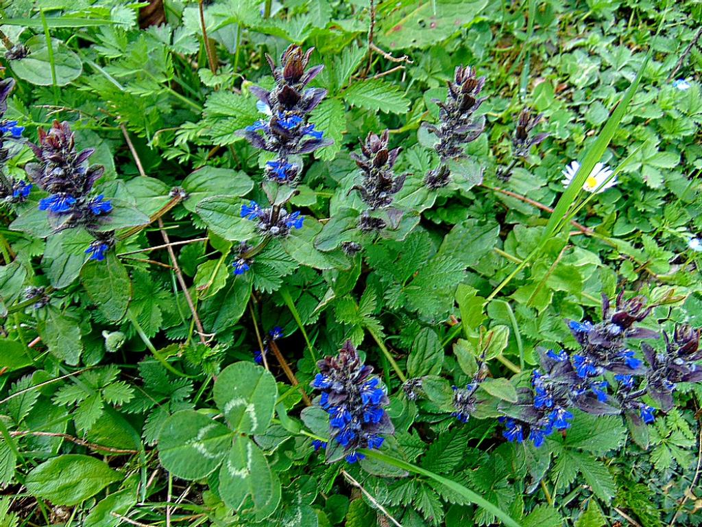 Ajuga reptans   (Lamiaceae)