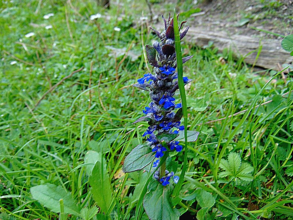 Ajuga reptans   (Lamiaceae)