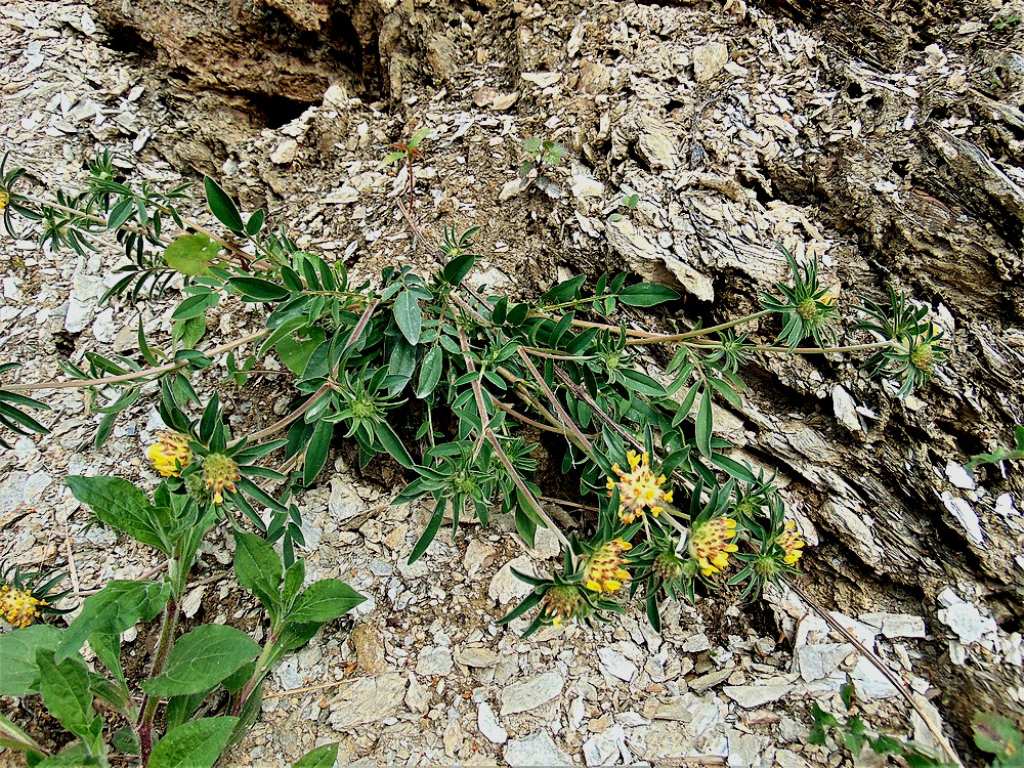 Anthyllis vulneraria