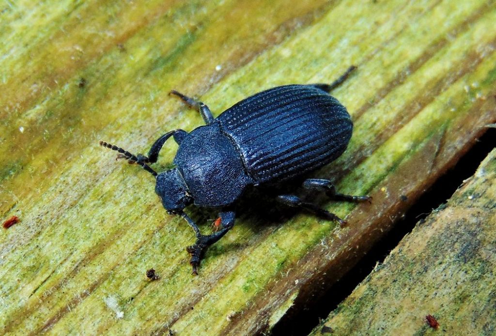 Tenebrionidae: Dendarus coarcticollis