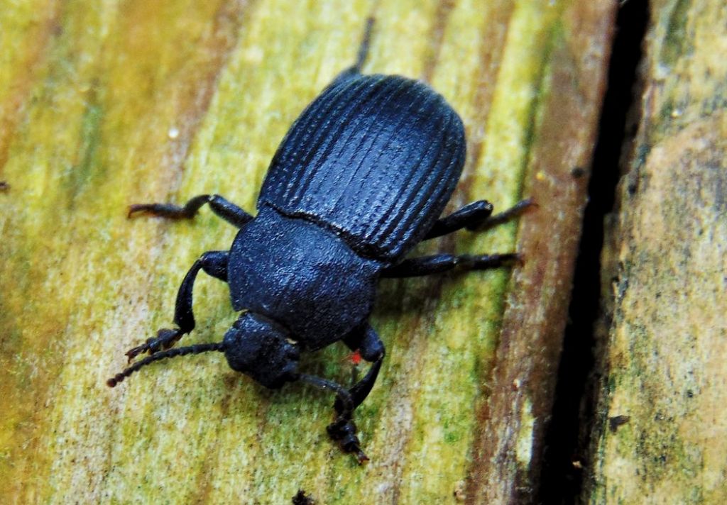 Tenebrionidae: Dendarus coarcticollis