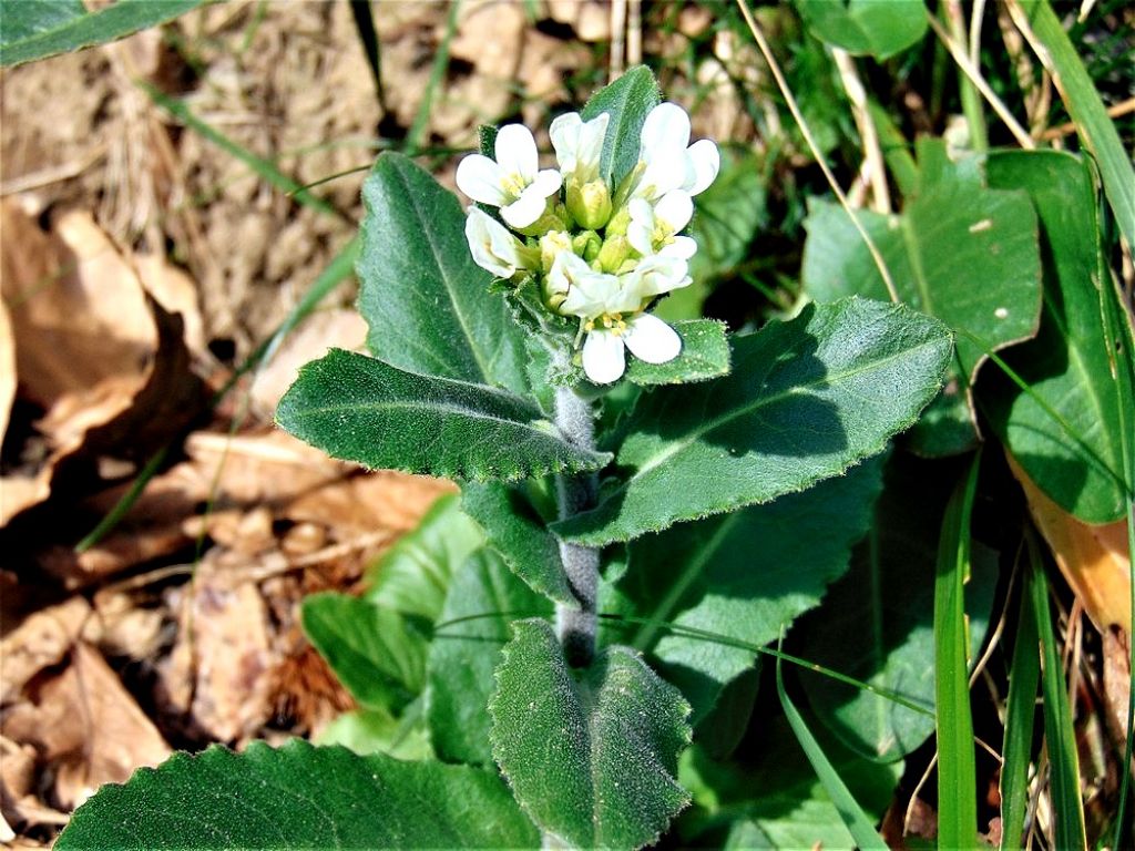 Pseudoturritis turrita (=Arabis turrita)