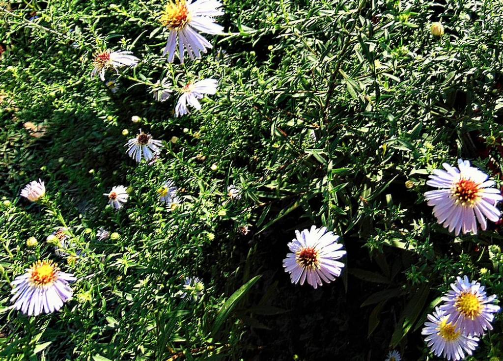 Symphyotrichum novi-belgii