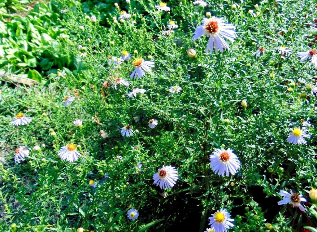 Symphyotrichum novi-belgii