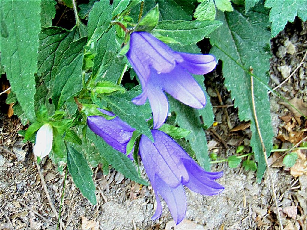 Campanula trachelium