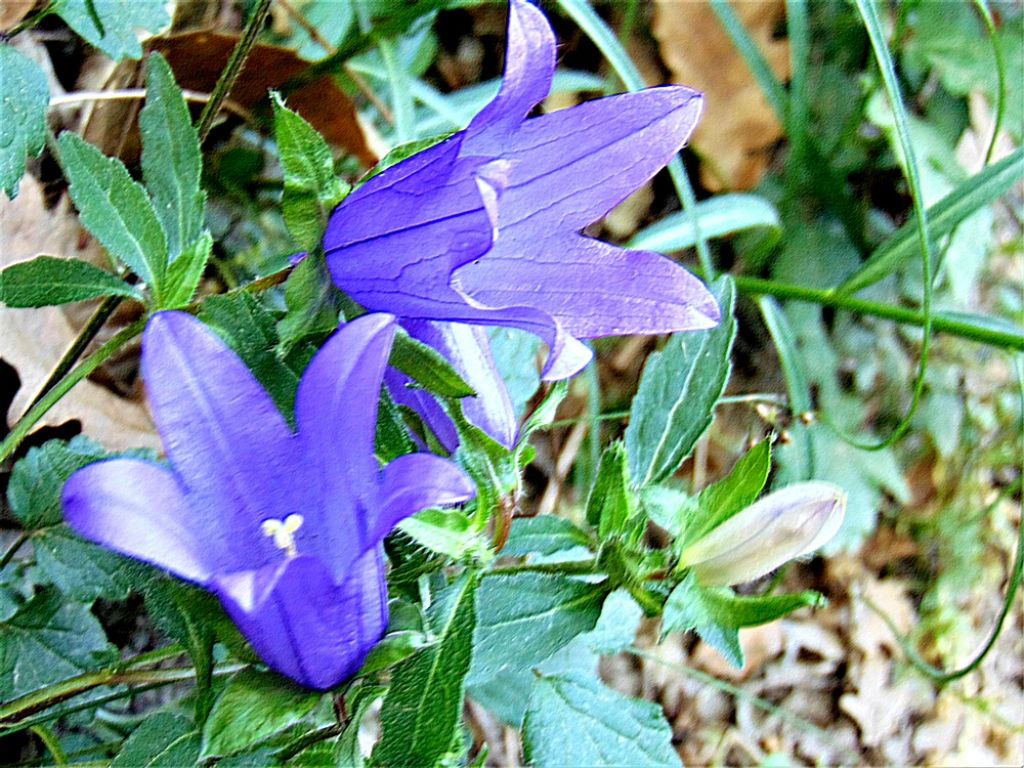 Campanula trachelium