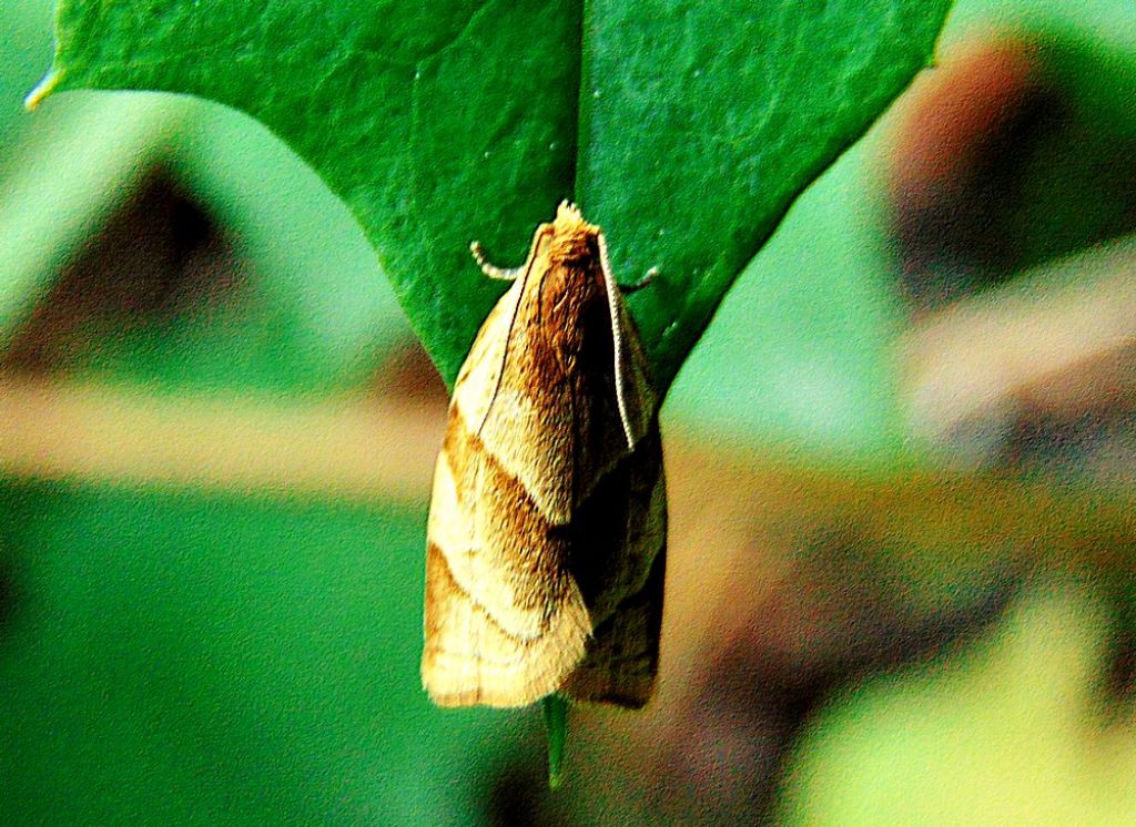 Tortricidae: Clepsis rurinana