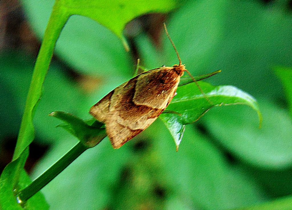 Tortricidae: Clepsis rurinana