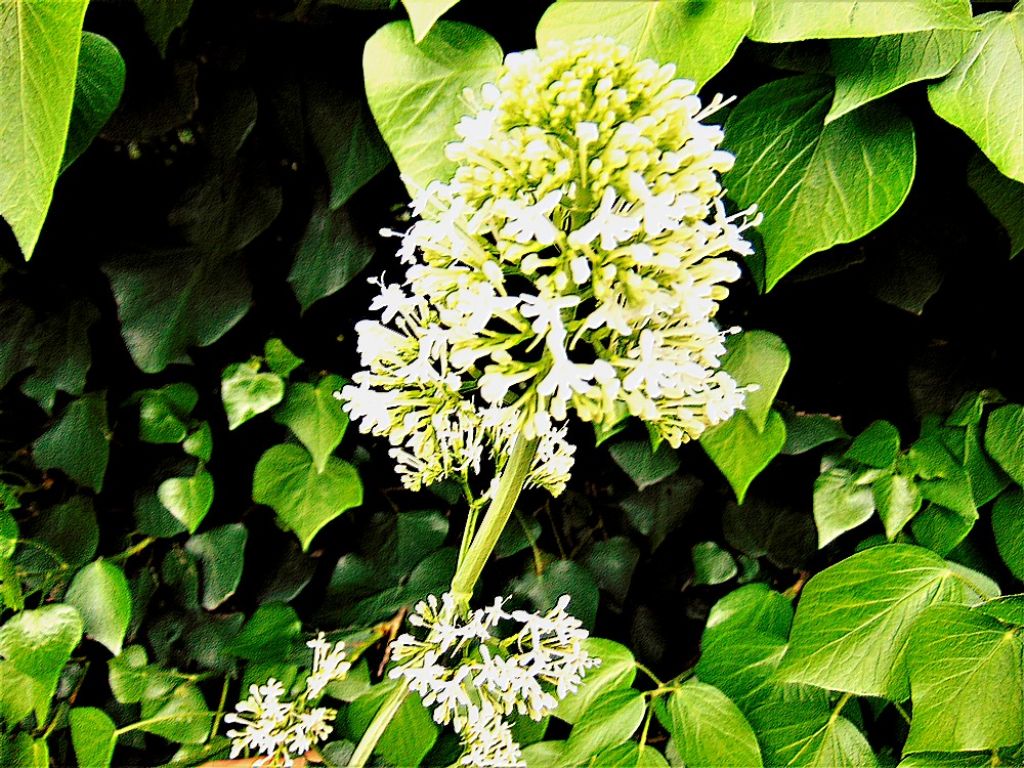 Centranthus ruber (Caprifoliaceae)