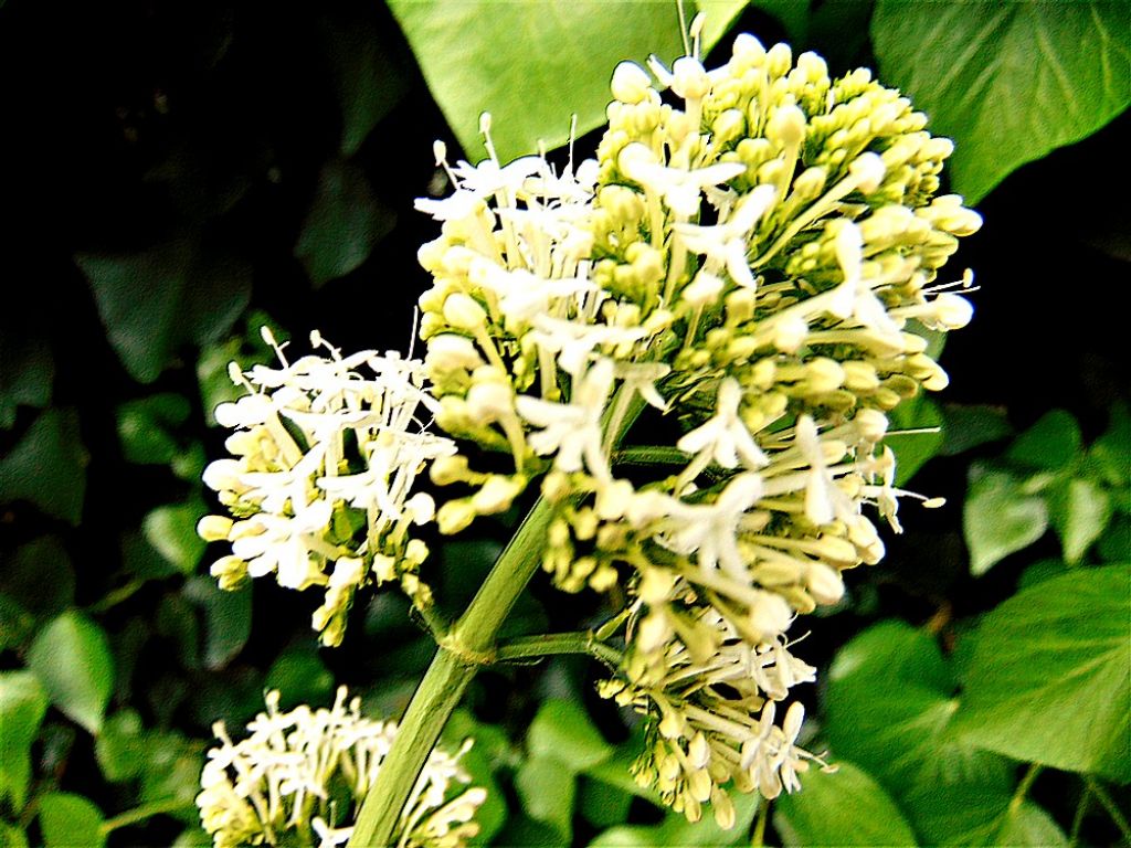 Centranthus ruber (Caprifoliaceae)