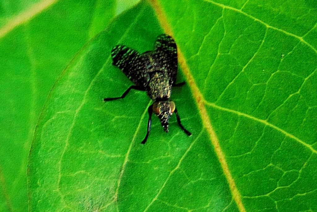 Platystoma sp. (Platystomatidae)