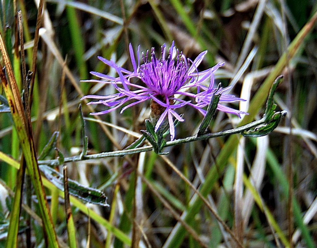 fiore da id : Centaurea sp.