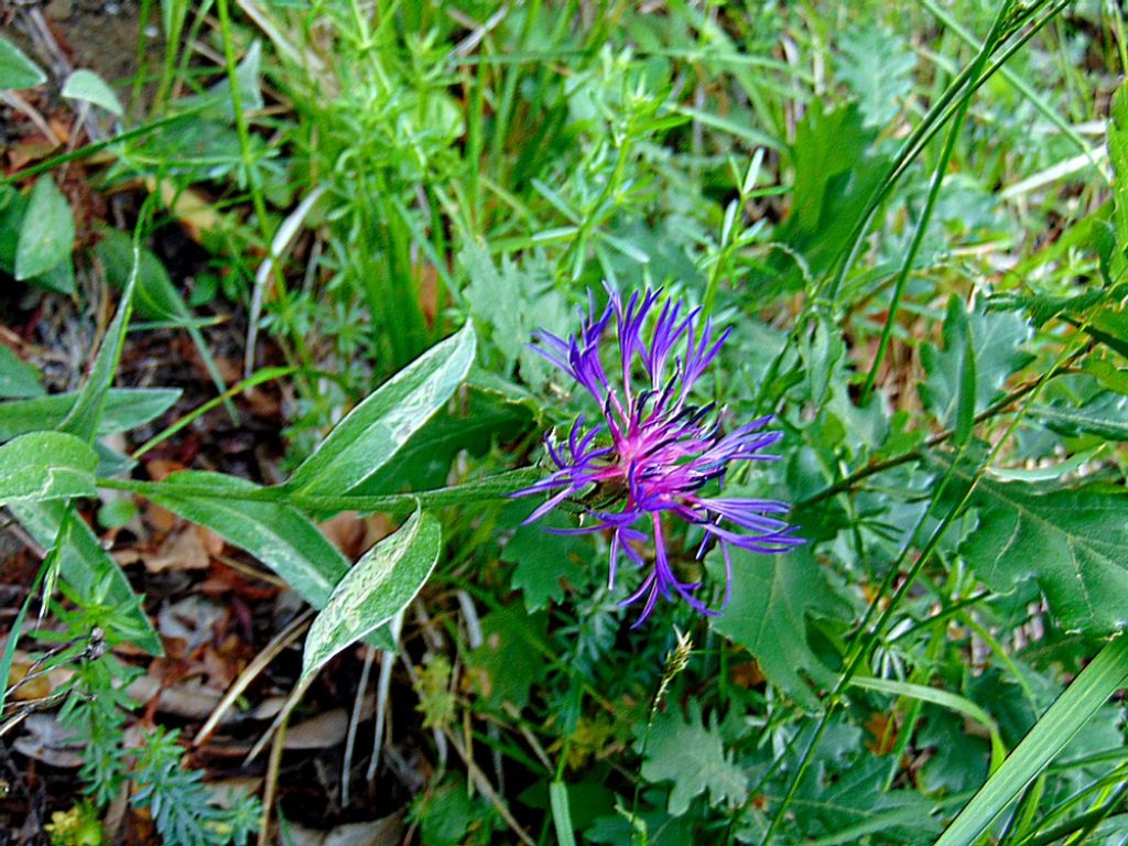 fiore da id : Centaurea sp.