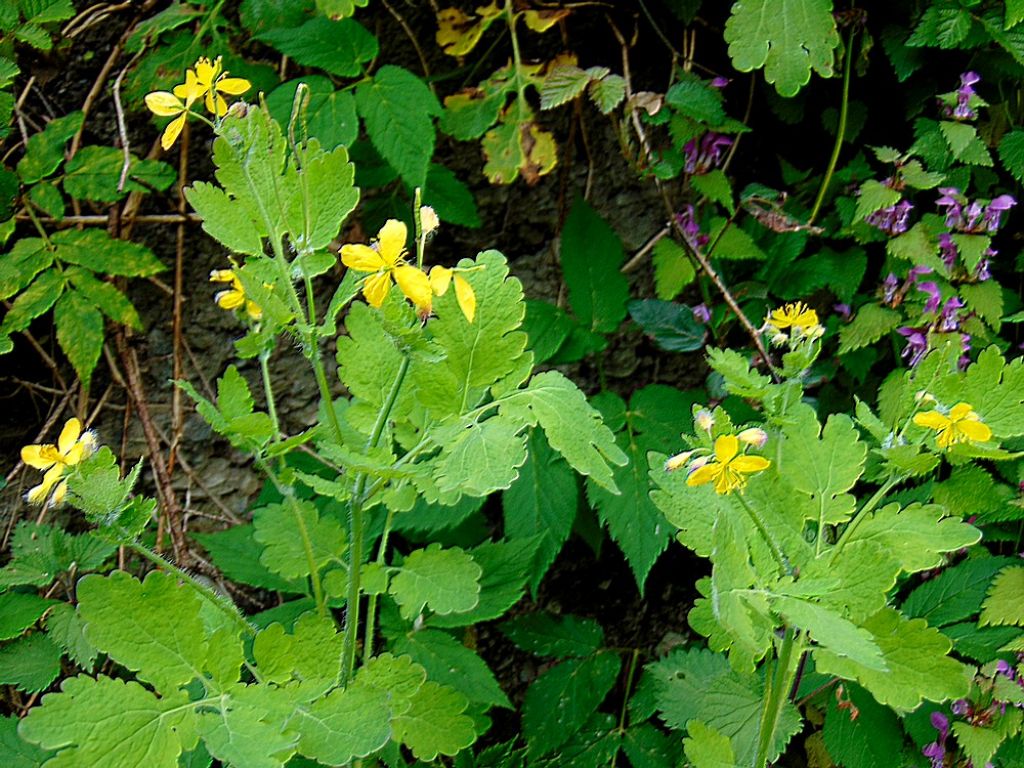 Chelidonium majus (Papaveraceae)