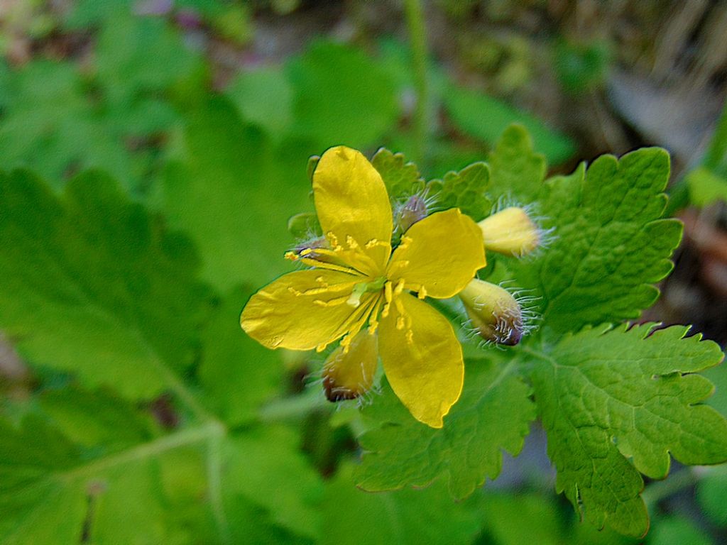 Chelidonium majus (Papaveraceae)