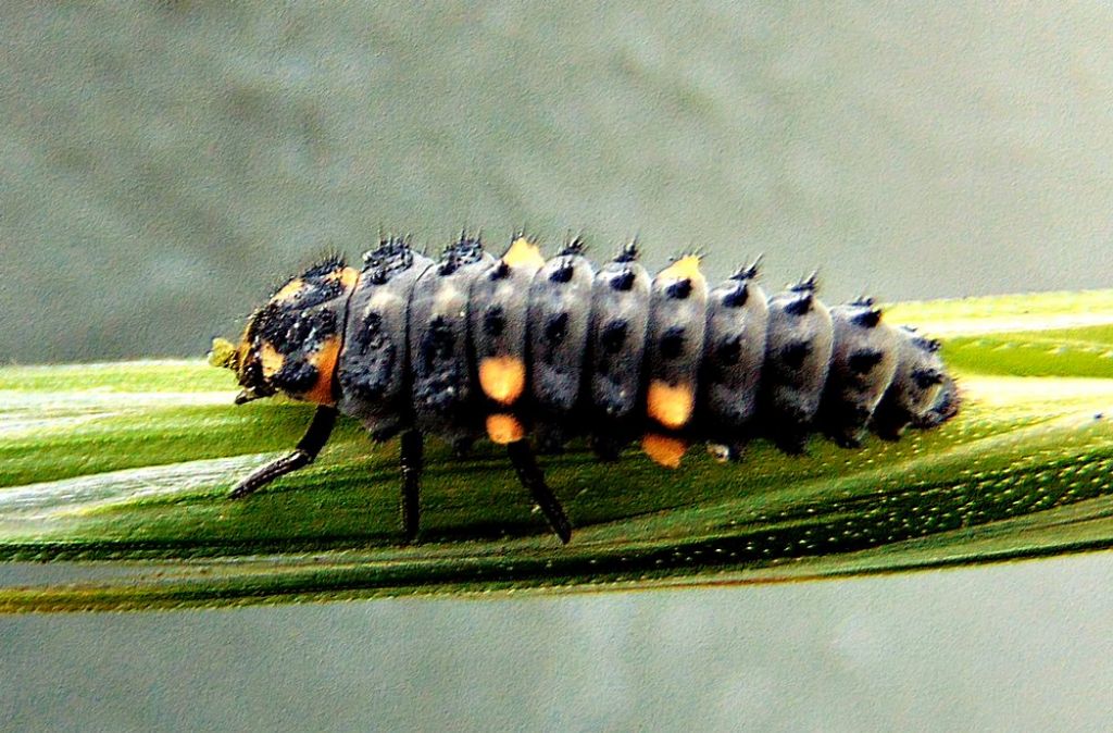 larva di coleottero? S, di Coccinella septempunctata
