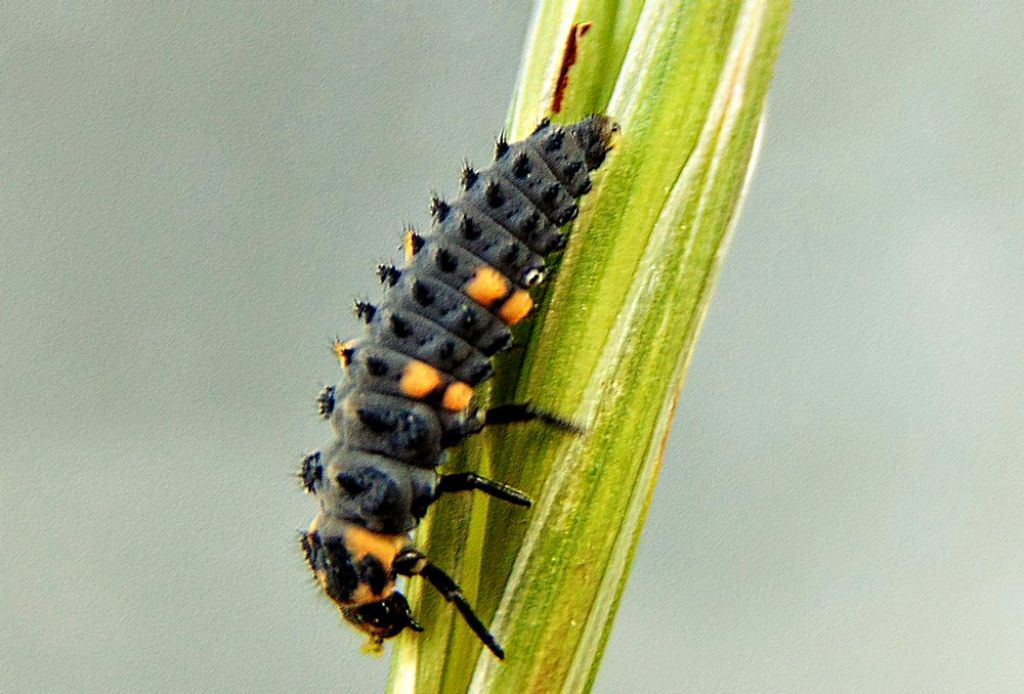 larva di coleottero? S, di Coccinella septempunctata