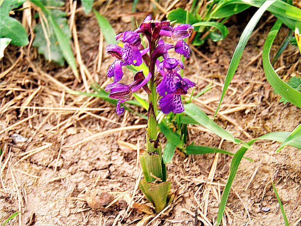 Anacamptis morio