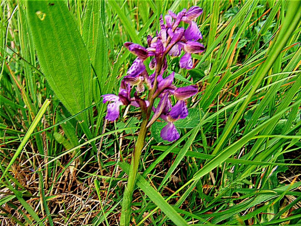 Anacamptis morio