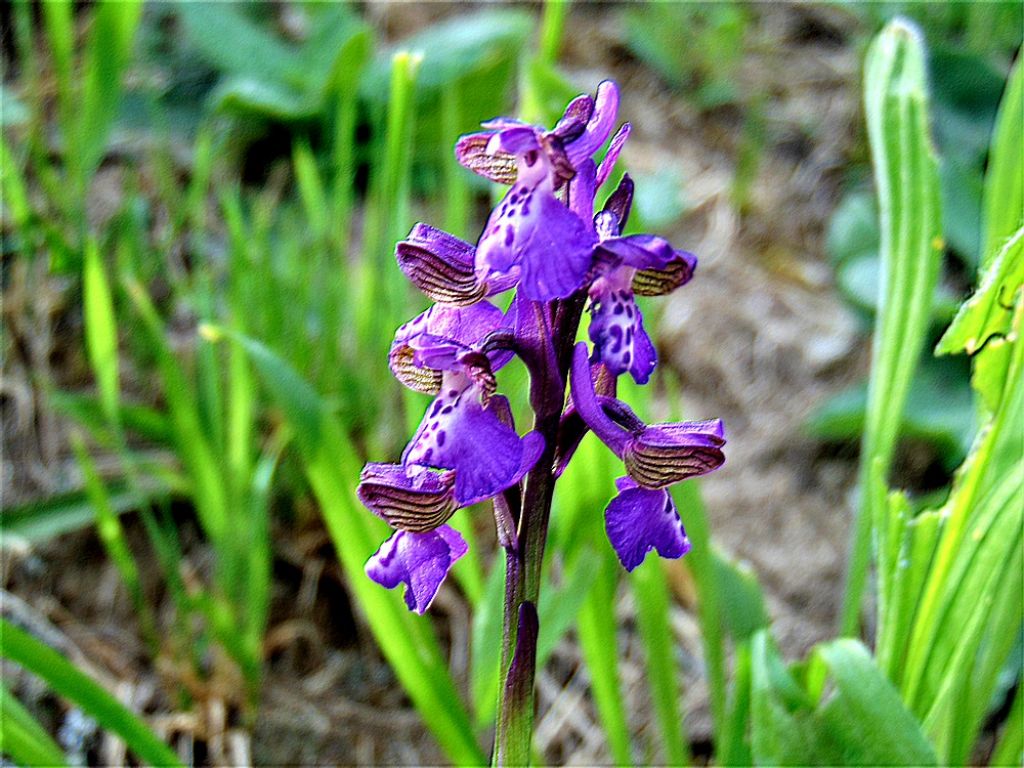 Anacamptis morio