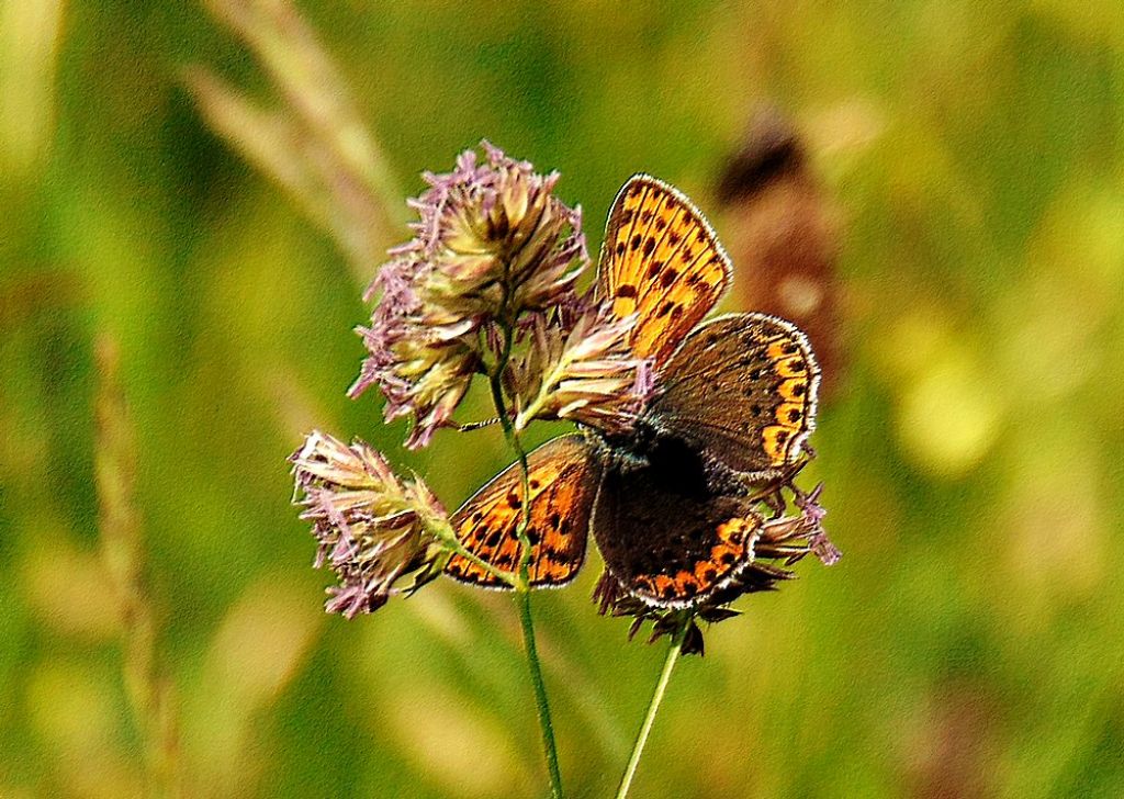 farfalla da id: Lycaena tityrus