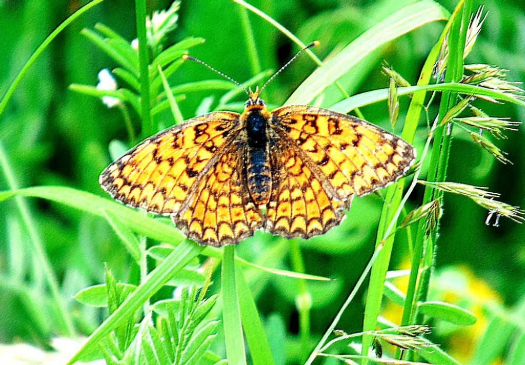 Farfalla da id: Melitaea phoebe - Nymphalidae