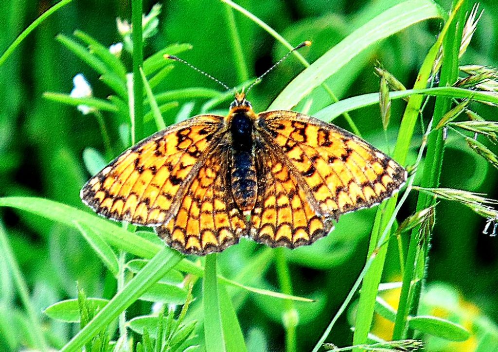 Farfalla da id: Melitaea phoebe - Nymphalidae